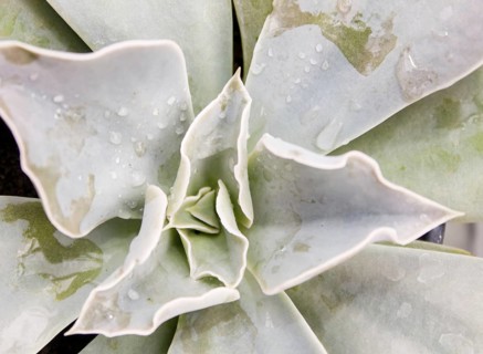 Beautiful succulent plant in greenhouse. Closeup, floral patterns, selective focus
