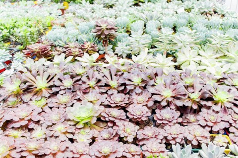 Various types of succulent in flower pots in the greenhouse. Closeup, selective focus
