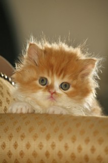 Persian cat, Long-haired cat, Backlight
