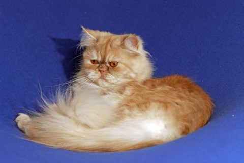 Persian cat, long-haired cat