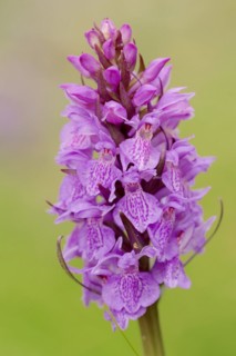 Moorland spotted orchid (Dactylorhiza maculata), North Rhine-Westphalia, Germany, Europe