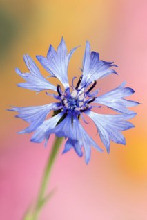 Cornflower (Centaurea cyanus), flower, North Rhine-Westphalia, Germany, Europe