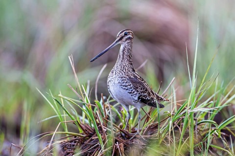 Common snipe (Gallinago gallinago) Alluvial landscape, alluvial meadows, snipe bird, foraging on a