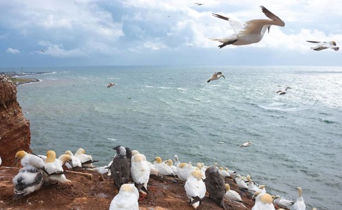Northern gannet (Morus bassanus or Sula bassana), colony on guillemot cliffs on the island of