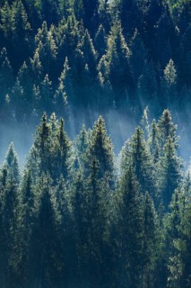 Fog and forest in Oberägeri in the canton of Zug, Switzerland, Europe