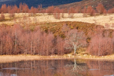 Reddish birch trees overgrown with moss are reflected in the water of a loch covered with ice