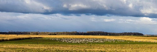 Weite Landschaft mit einem Feld voller Vögel unter einem dramatischen Himmel, Kraniche auf dem Darß
