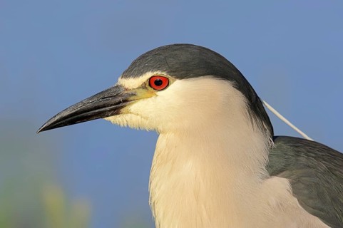 Black crowned night heron (Nycticorax nycticorax), portrait, Lake Kerkini, Greece, Europe