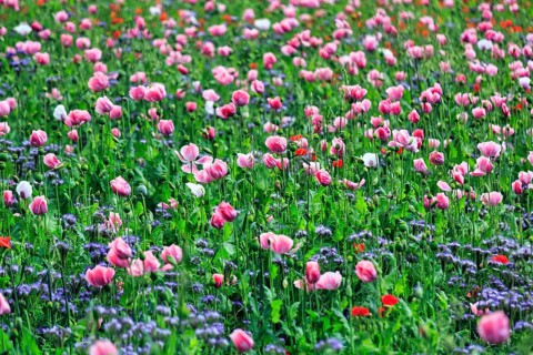 Opium poppy (Papaver somniferum), cultivation of edible poppy, poppy field, pink flowers and seed