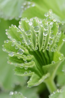 Garden lady's mantle (Alchemilla mollis), leaf with water droplets, North Rhine-Westphalia,