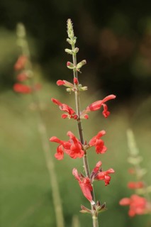 Honeydew melon sage or pineapple sage (Salvia elegans), flowers, ornamental plant, North