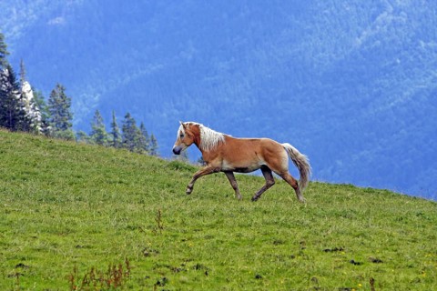 Haflinger, Ebbs, Tyrol, Austria, Europe
