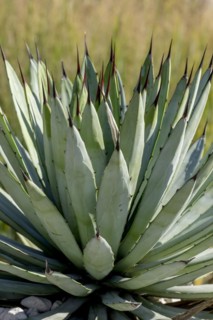Agave macroacantha, Rhineland-Palatinate, Germany, Europe