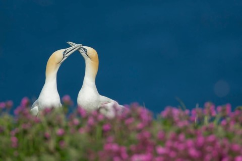 Northern gannet (Morus bassanus) two adult birds performing thier courtship display amongst