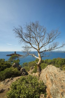 Coast and red rocks, Île dOr, Massif de l'Esterel, Esterel Mountains, Département Var, Région