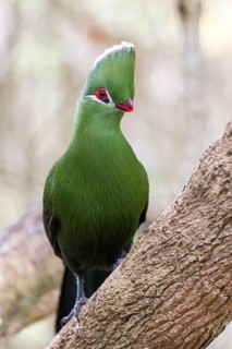 Helmturako, (Tauraco corythaix), Garden Route National Park, Wilderness Section, Wilderness,