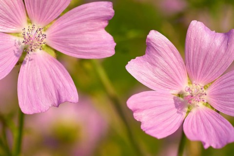 Musk mallow (Malva moschata), close-up, in a sunny meadow in summer, Spessart, Bavaria, Germany,