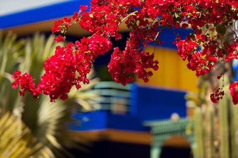 Majorelle Garden, botany, bougainvillea, flora, plant, botany, flower, tropical, climate,