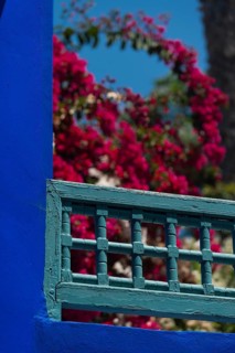 Majorelle Garden, botany, bougainvillea, flora, plant, botany, tropical, climate, architecture,