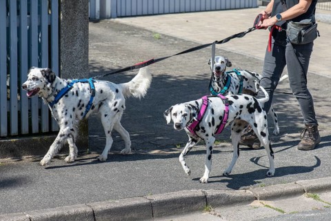 Three Dalmatian dogs on a lead, Bavaria, Germany, Europe