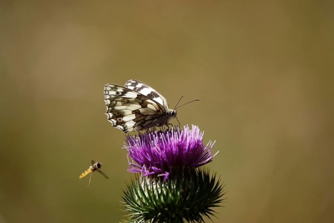 Marbled white (Melanargia galathea), July, Saxony-Anhalt, Germany, Europe