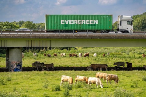 Container lorry on the A40 motorway, bridge over the Ruhr and Styrumer Ruhrauen, herd of cattle,