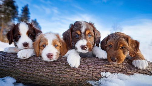 KI generated, dog, dogs, puppy, one, two, three, play, snow, winter, autumn leaves, blue sky,