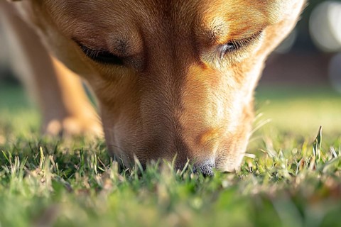 Close up of dog sniffing in grass. Generative Ai, AI generated