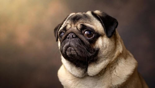 Pets, dog, pug, English dog breed, AI-generated, AI generated