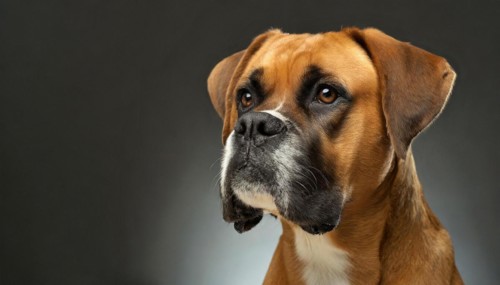Pets, Dog, German Boxer, AI-generated, AI generated
