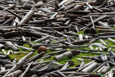 Driftwood, flotsam, Reykjarfjörður, Strandir, Árnes, Westfjords, Iceland, Europe