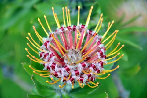 Gardener's tea, Leucospermum, South Africa, Africa