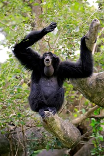 Siamang (Symphalangus syndactylus), adult calling, Southeast Asia