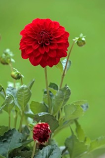 Dahlia, flower, blooming, Ellerstadt, Germany, Europe