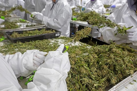 Paw Paw, Michigan, Migrant farmworkers at Grasshopper Farms trim the newly-harvested cannabis crop