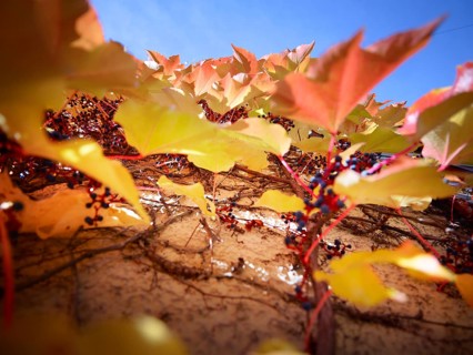 Wild Vine (Parthenocissus quinquefolia) on a house wall, autumn atmosphere, Munich, Bavaria,