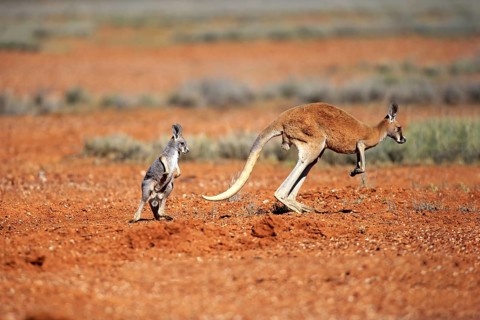 Red kangaroo (Macropus rufus), female jumping with young, Sturt National Park, New South Wales,