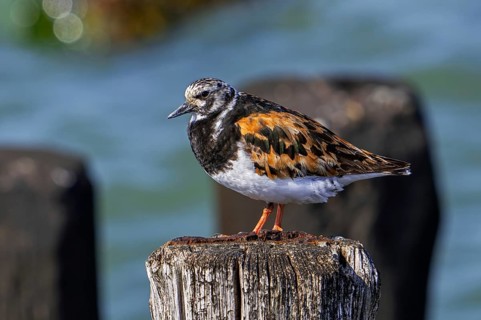 Ruddy turnstone (Arenaria interpres), adult in breeding plumage resting on wooden breakwater used