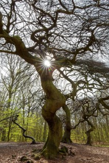 Cripple dwarf beech, deformed tree at Witches' Forest, Semper Forest Park near Lietzow on the