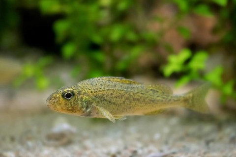 Eurasian ruffe, pope (Gymnocephalus cernua), freshwater fish swimming underwater, native to