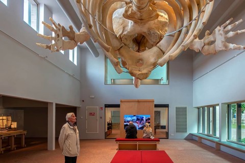 Skeleton of sperm whale Valentijn, Valentine in the NAVIGO Visserijmuseum, fishery museum at