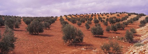 Landscape with Olive Groves in Granada Province, Andalusia, Spain, Southern Europe. Scanned slide,