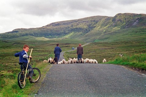 Sheep on the road, farmer, farmer, sons, boy, child, bicycle, dog, County Donegal, Republic of