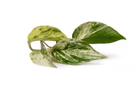 Plant cutting of Epipremnum Aureum Marble Queen houseplant with green leaves with white sprinkles