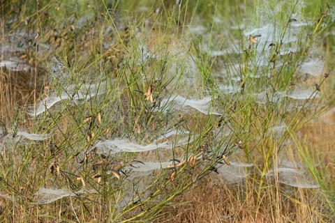 Broom (Genista) with spider webs and morning dew, North Rhine-Westphalia, Germany, Europe