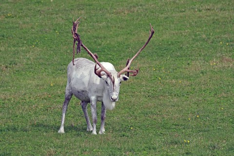 White reindeer with large antlers on a green meadow, Fjällnas, Jämtland, Sweden, Europe