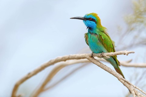 Green bee-eater (Merops orientalis), Mirbat, Salalah, Dhofar, Oman, Asia