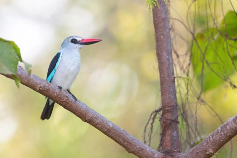 Woodland kingfisher (Halcyon senegalensis), Janjabureh boat trip, Janjabureh, South Bank, Gambia,