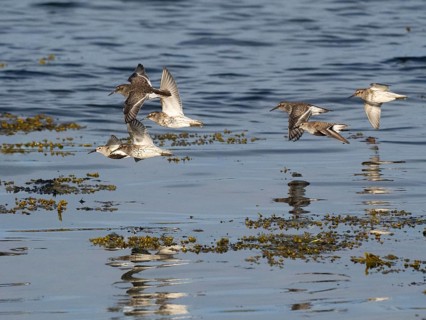 Purple sandpiper (Calidris maritima), and Dunlin (Calidris alpina), flock flying along the Arctic