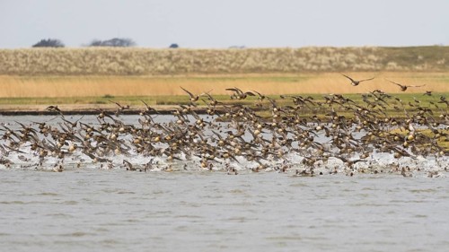 Wigeon (Anas penelope), flock in flight, taking off in panic from lake due to the presence of a